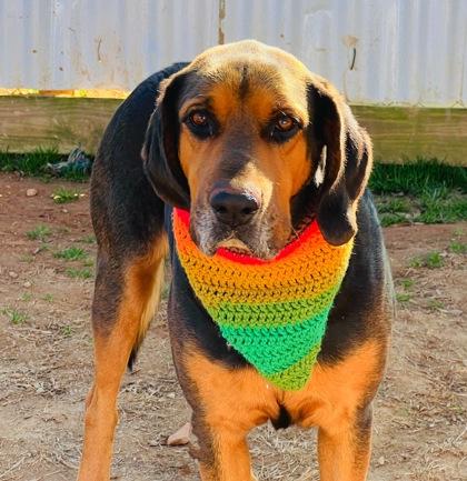 Enlarge Rex  (HW+) $85, a Adoptable mixed breed in Seneca, SC image 1/3