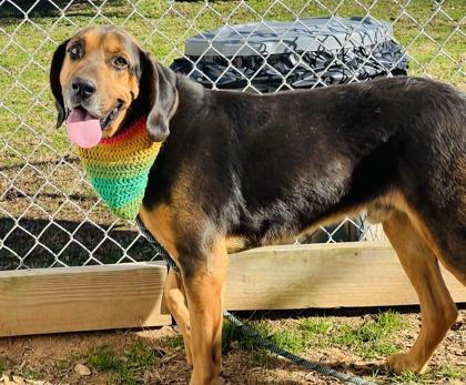 Enlarge Rex  (HW+) $85, a Adoptable mixed breed in Seneca, SC image 2/3