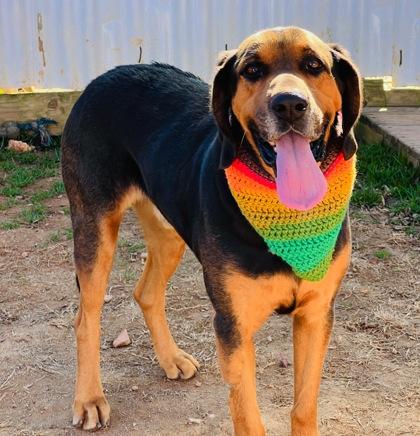 Enlarge Rex  (HW+) $85, a Adoptable mixed breed in Seneca, SC image 3/3