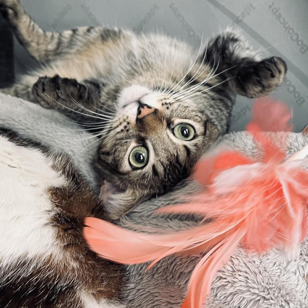 Enlarge Tom, a Adoptable Domestic Short Hair in Los Angeles, CA image 1/4
