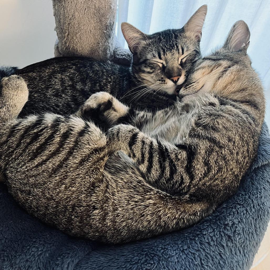 Enlarge Tom, a Adoptable Domestic Short Hair in Los Angeles, CA image 2/4