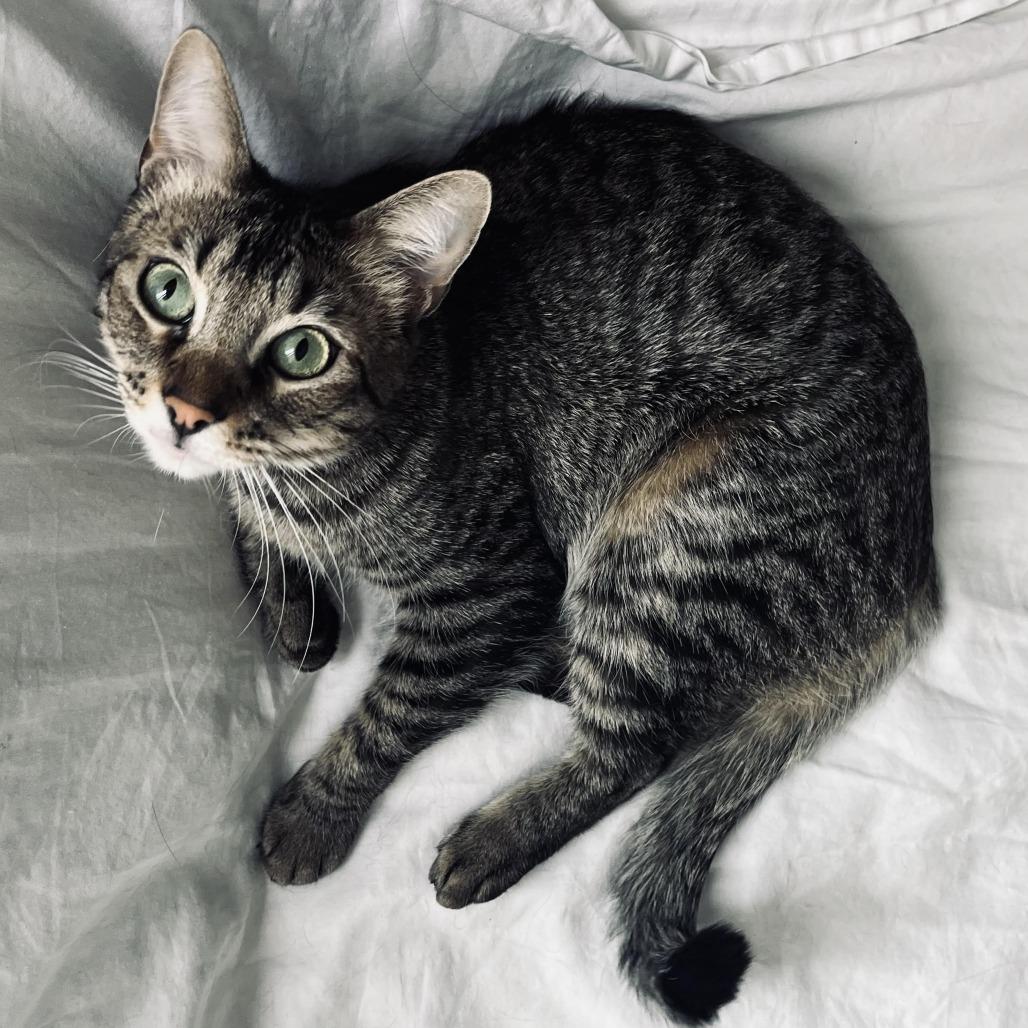 Enlarge Tom, a Adoptable Domestic Short Hair in Los Angeles, CA image 3/4