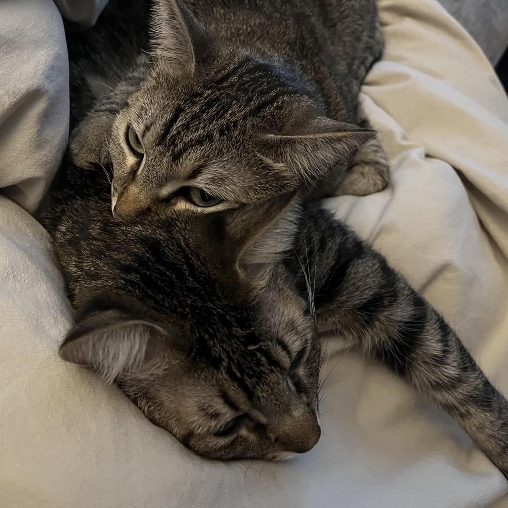 Enlarge Tom, a Adoptable Domestic Short Hair in Los Angeles, CA image 4/4