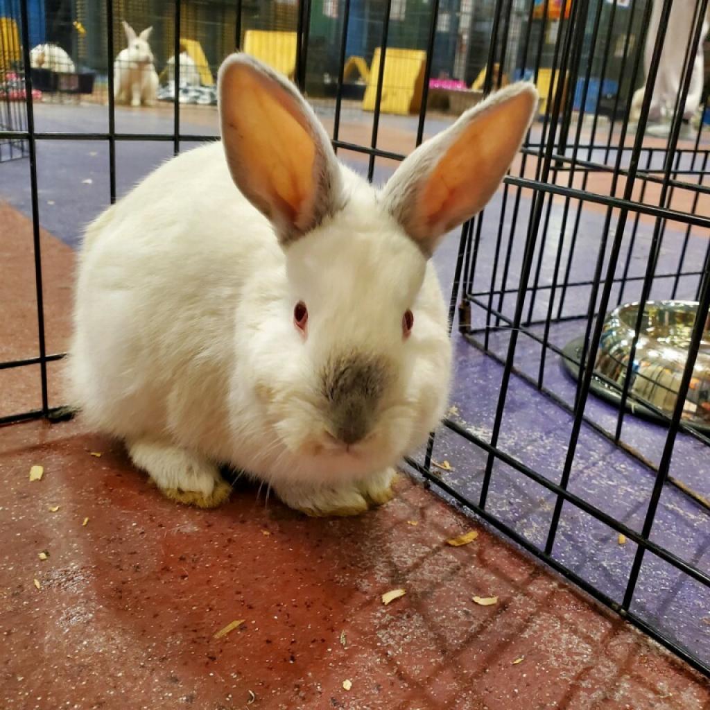 Enlarge Cali, a Adoptable Bunny Rabbit in Gansevoort, NY image 1/1