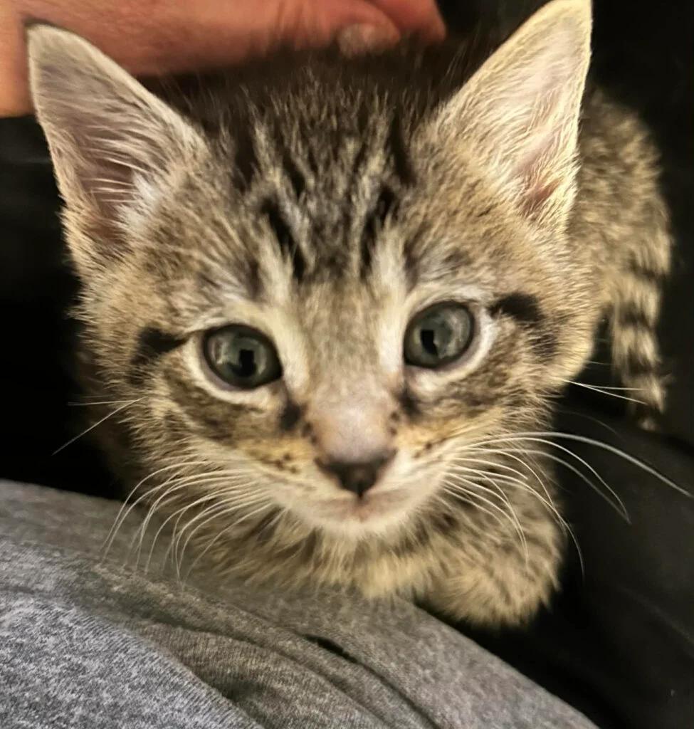 Enlarge Jeremy, a ADOPTABLE Domestic Short Hair in Reynoldsburg, OH image 1/1