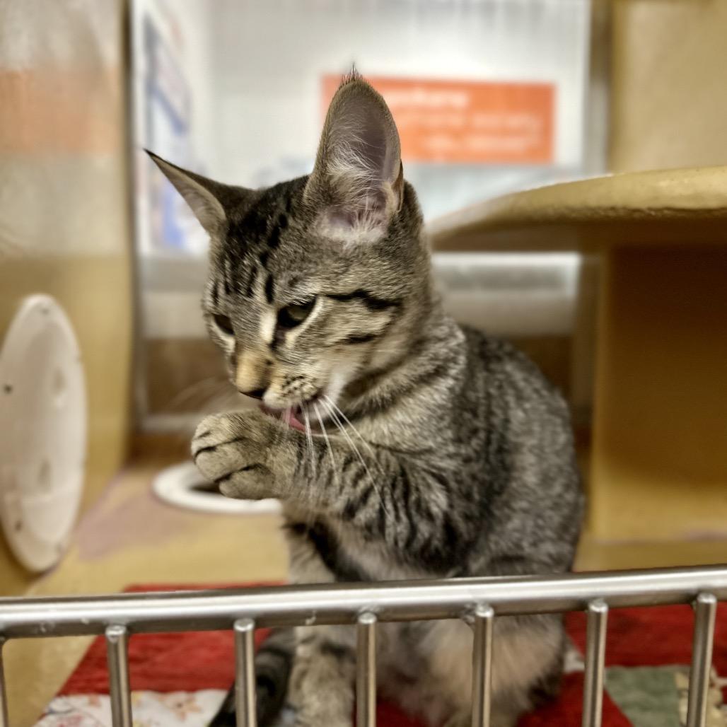 Hibachi, Adoptable, Kitten Male Domestic Short Hair.