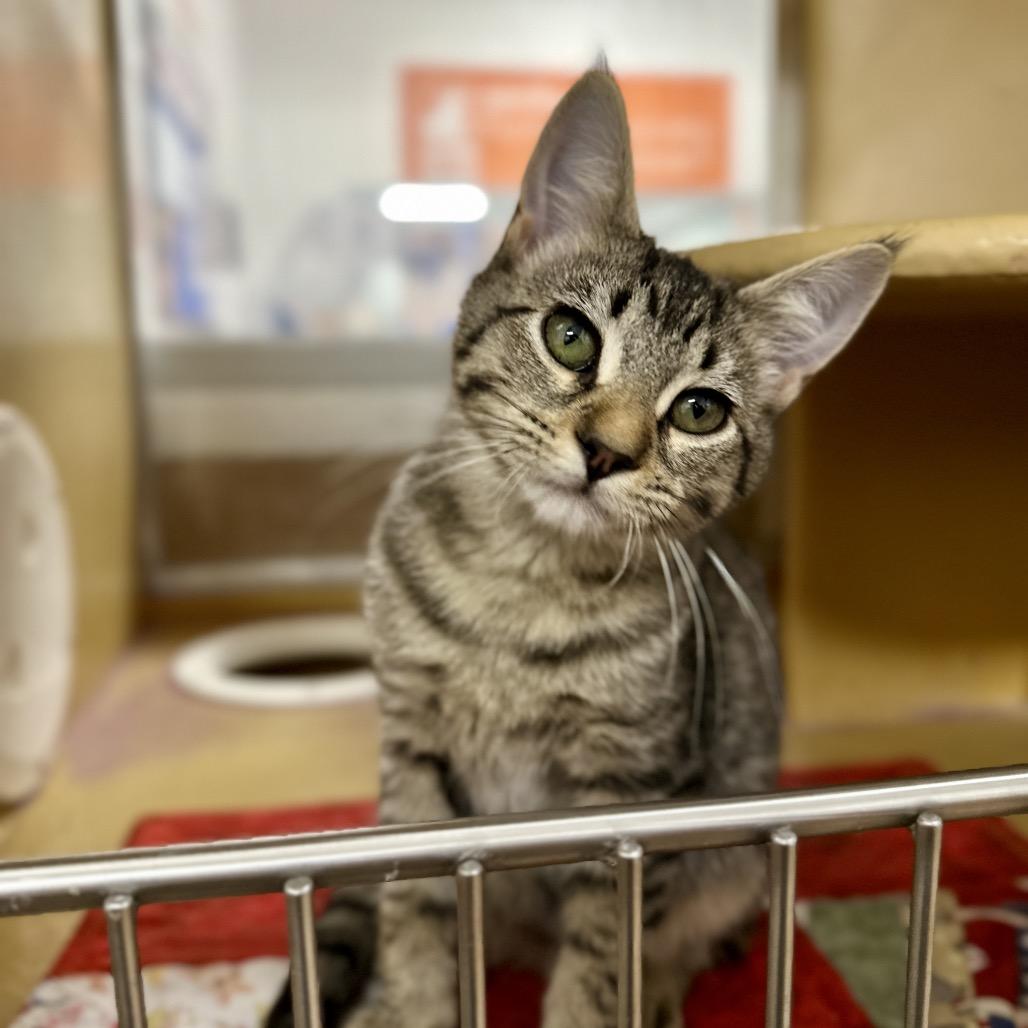 Enlarge Hibachi, a Adoptable Domestic Short Hair in Spokane, WA image 2/5