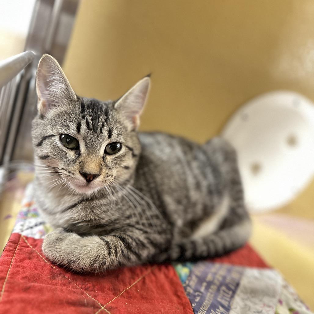 Enlarge Hibachi, a Adoptable Domestic Short Hair in Spokane, WA image 3/5