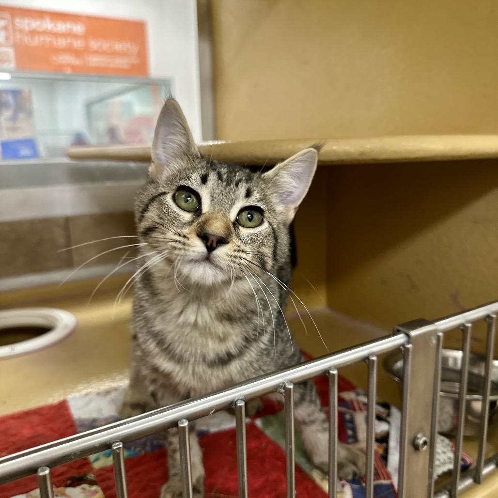 Enlarge Hibachi, a Adoptable Domestic Short Hair in Spokane, WA image 4/5