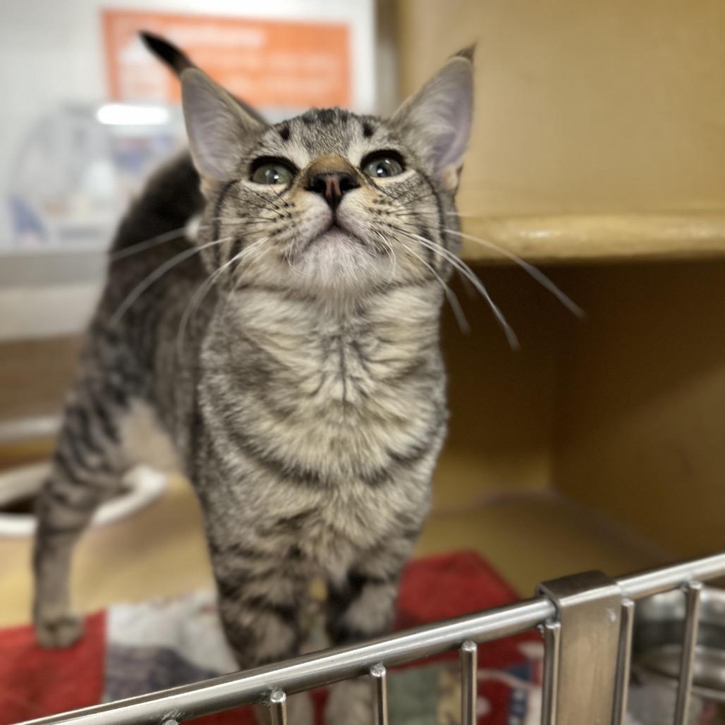 Enlarge Hibachi, a Adoptable Domestic Short Hair in Spokane, WA image 5/5