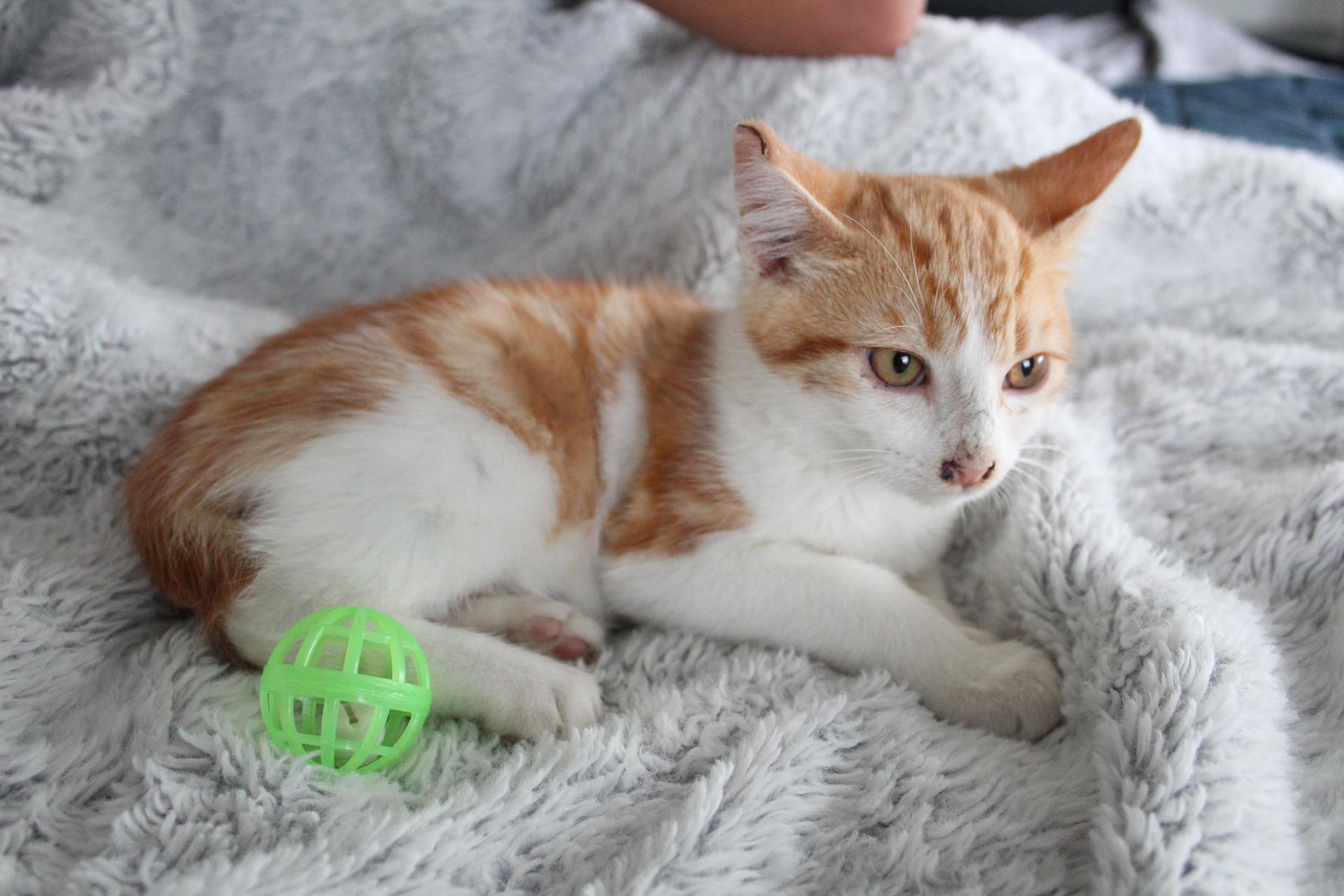 Enlarge Victor, an adopted Tabby in Tracy, CA image 1/5