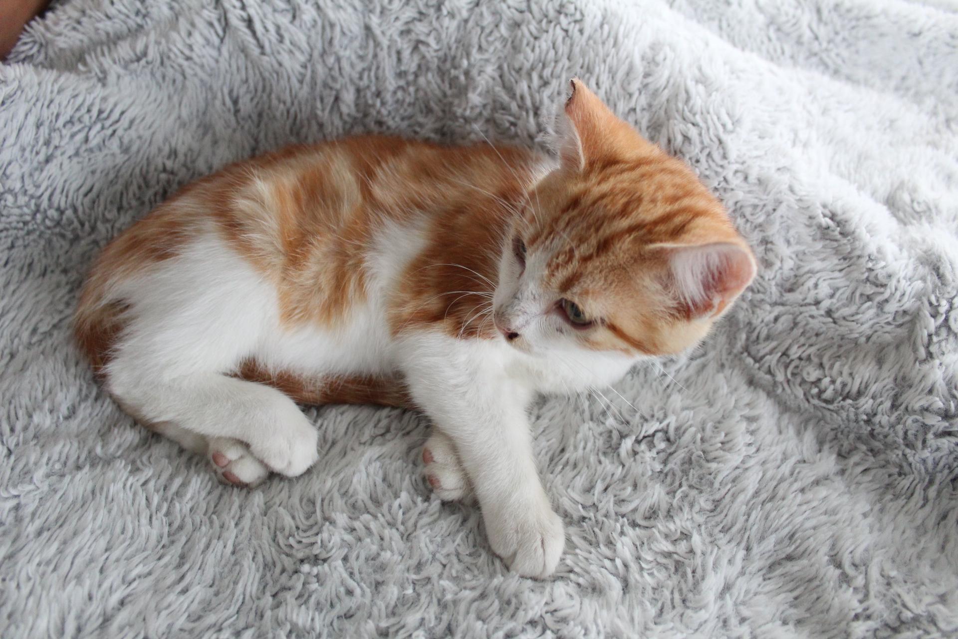 Enlarge Victor, an adopted Tabby in Tracy, CA image 2/5