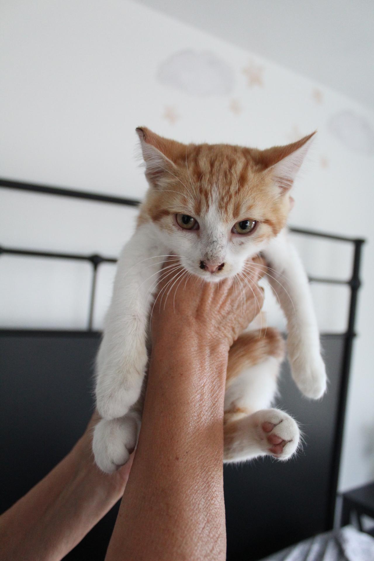 Enlarge Victor, an adopted Tabby in Tracy, CA image 3/5