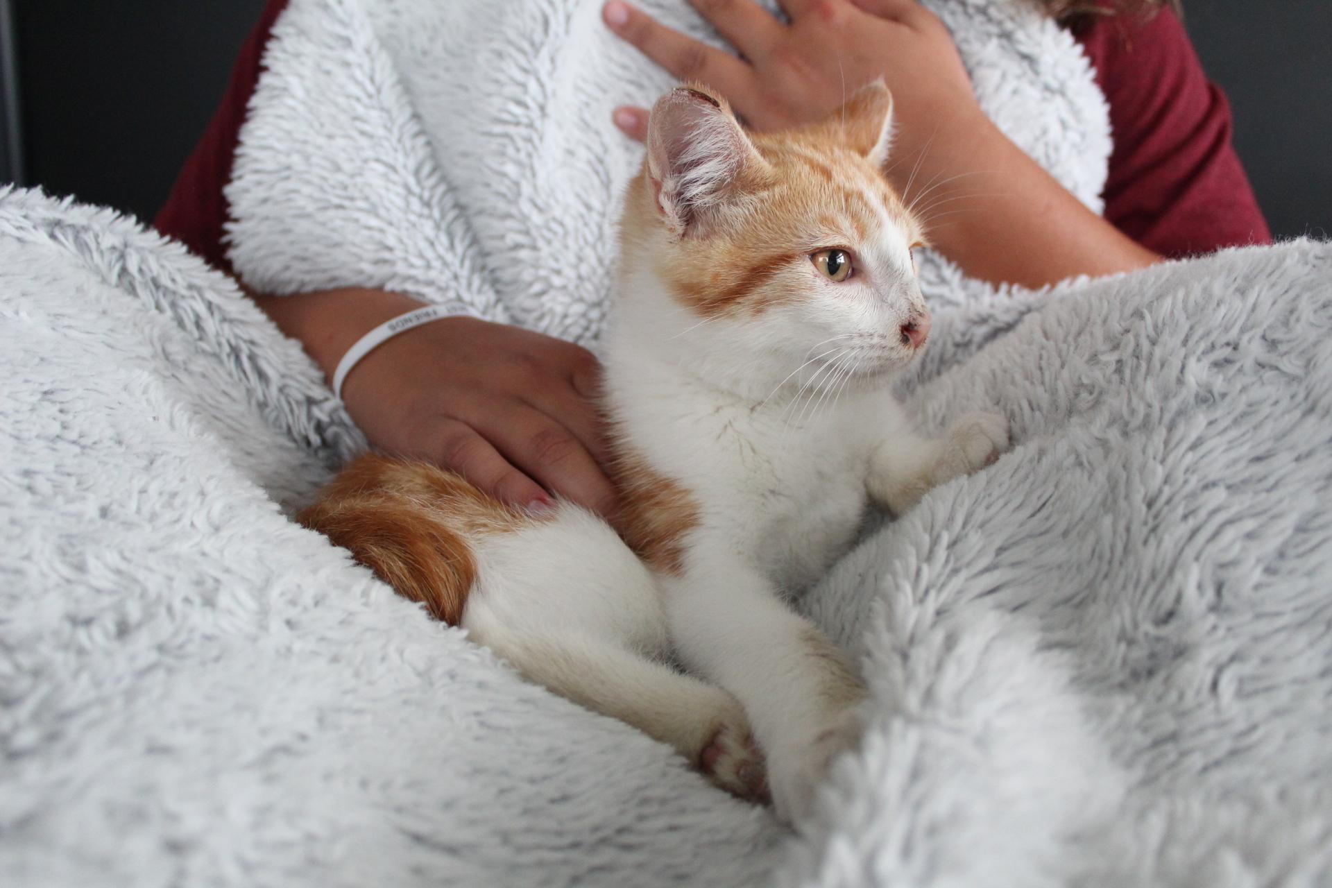 Enlarge Victor, an adopted Tabby in Tracy, CA image 4/5