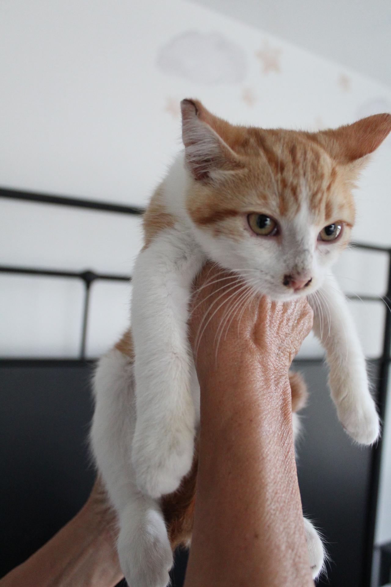 Enlarge Victor, an adopted Tabby in Tracy, CA image 5/5