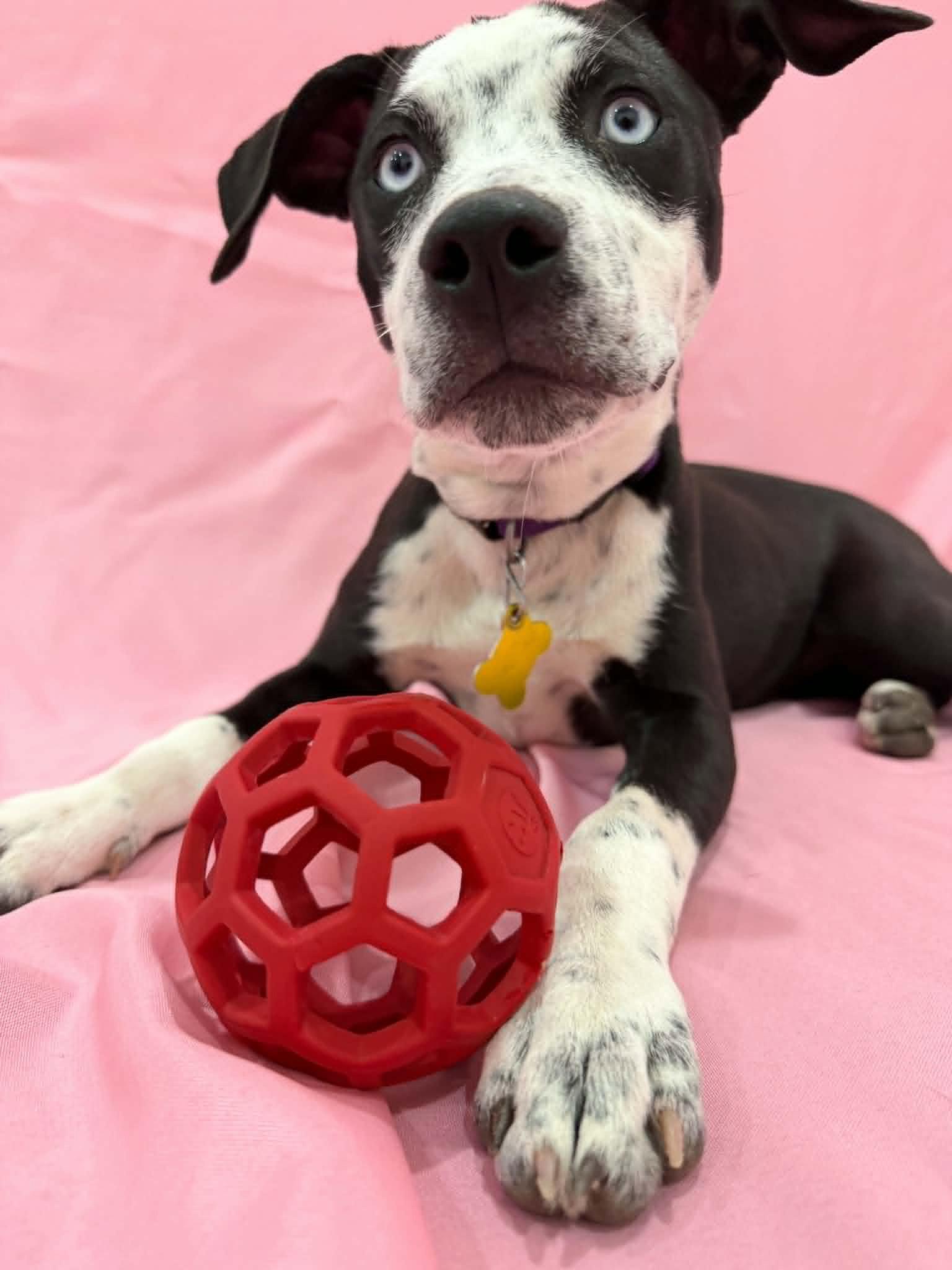 Dollip, Adopted, Young Female Catahoula Leopard Dog & Australian Shepherd.