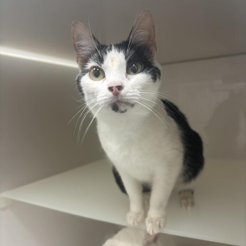 Enlarge Sophia, a Adoptable Domestic Short Hair in Rocky Mount, VA image 1/1