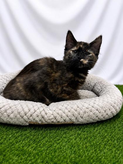 Enlarge Blossom, a Adoptable mixed breed in Covington, LA image 1/1