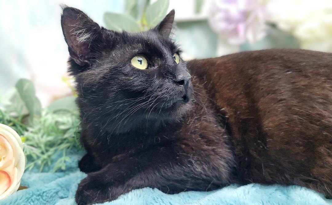 Wesley, a Adoptable American Shorthair in Ocean Springs, MS image 2/5