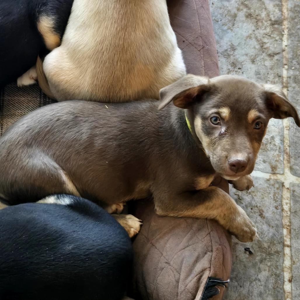 Bumi, Adoptable, Puppy Male Mixed Breed.