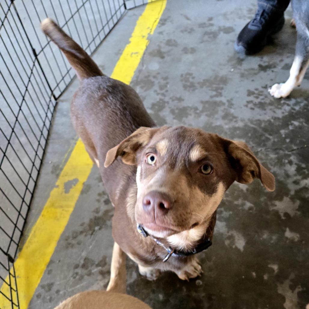 Enlarge Bumi, a Adoptable Mixed Breed in Moab, UT image 2/6