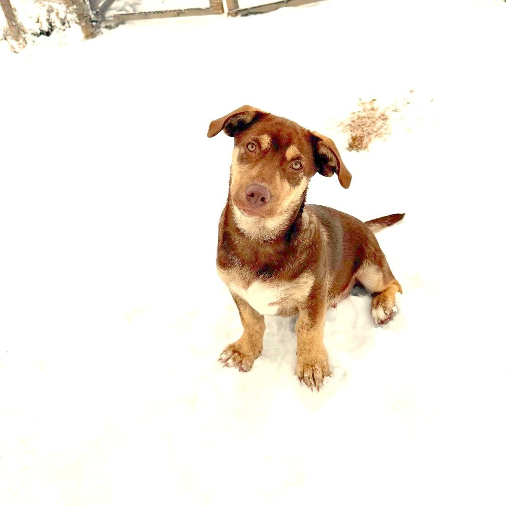 Enlarge Bumi, a Adoptable Mixed Breed in Moab, UT image 3/6