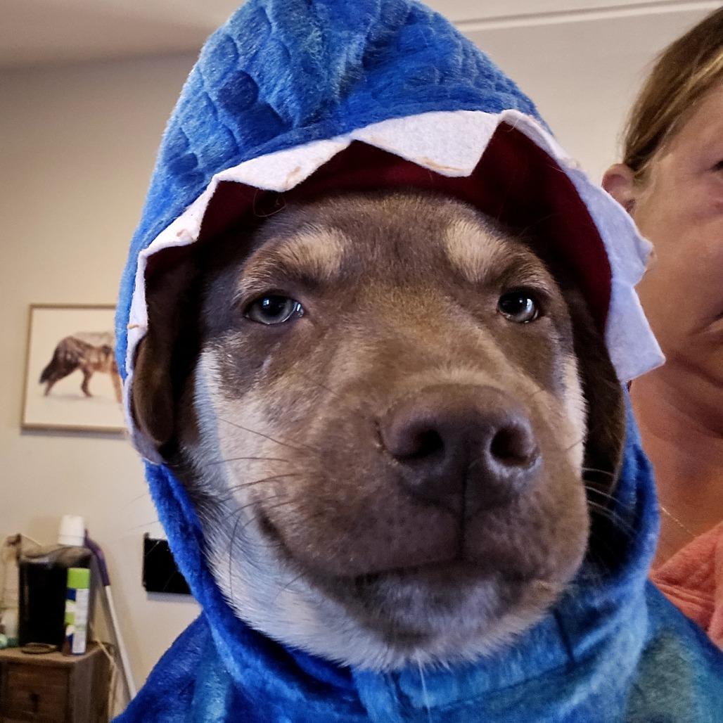 Enlarge Bumi, a Adoptable Mixed Breed in Moab, UT image 4/6