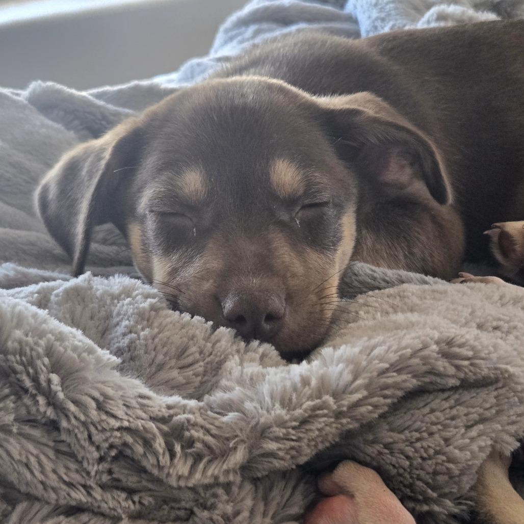 Enlarge Bumi, a Adoptable Mixed Breed in Moab, UT image 5/6