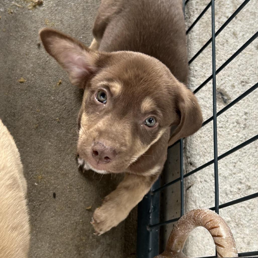 Enlarge Bumi, a Adoptable Mixed Breed in Moab, UT image 6/6