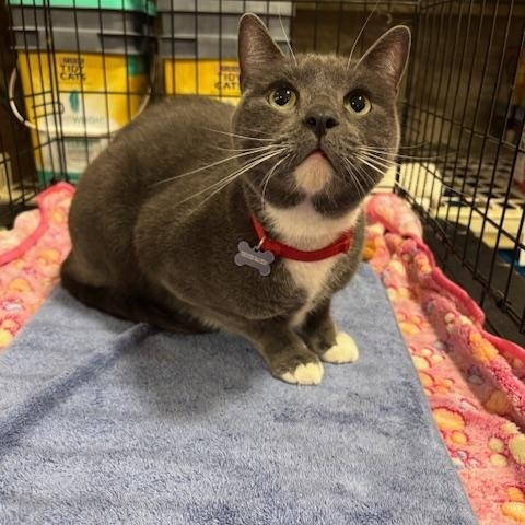 George, Adopted, Adult Male Domestic Short Hair.