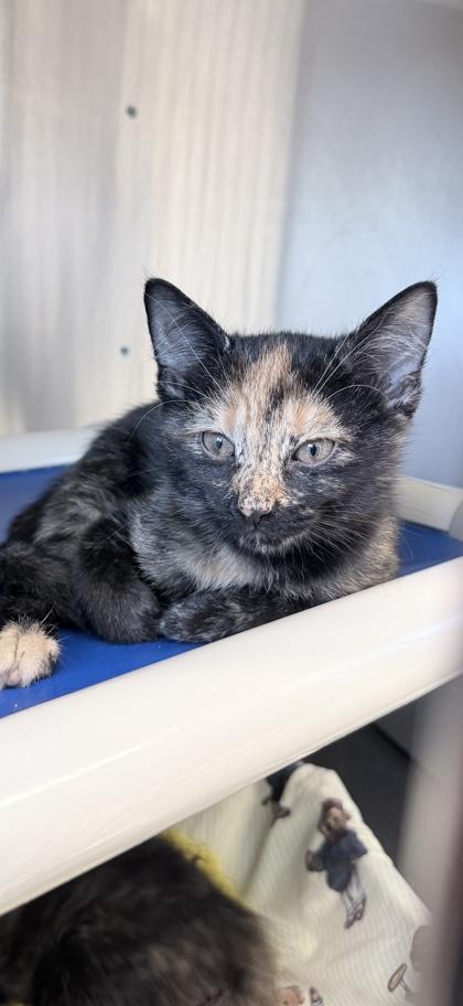 Caramel, Adoptable, Kitten Female Domestic Short Hair & Domestic Short Hair.