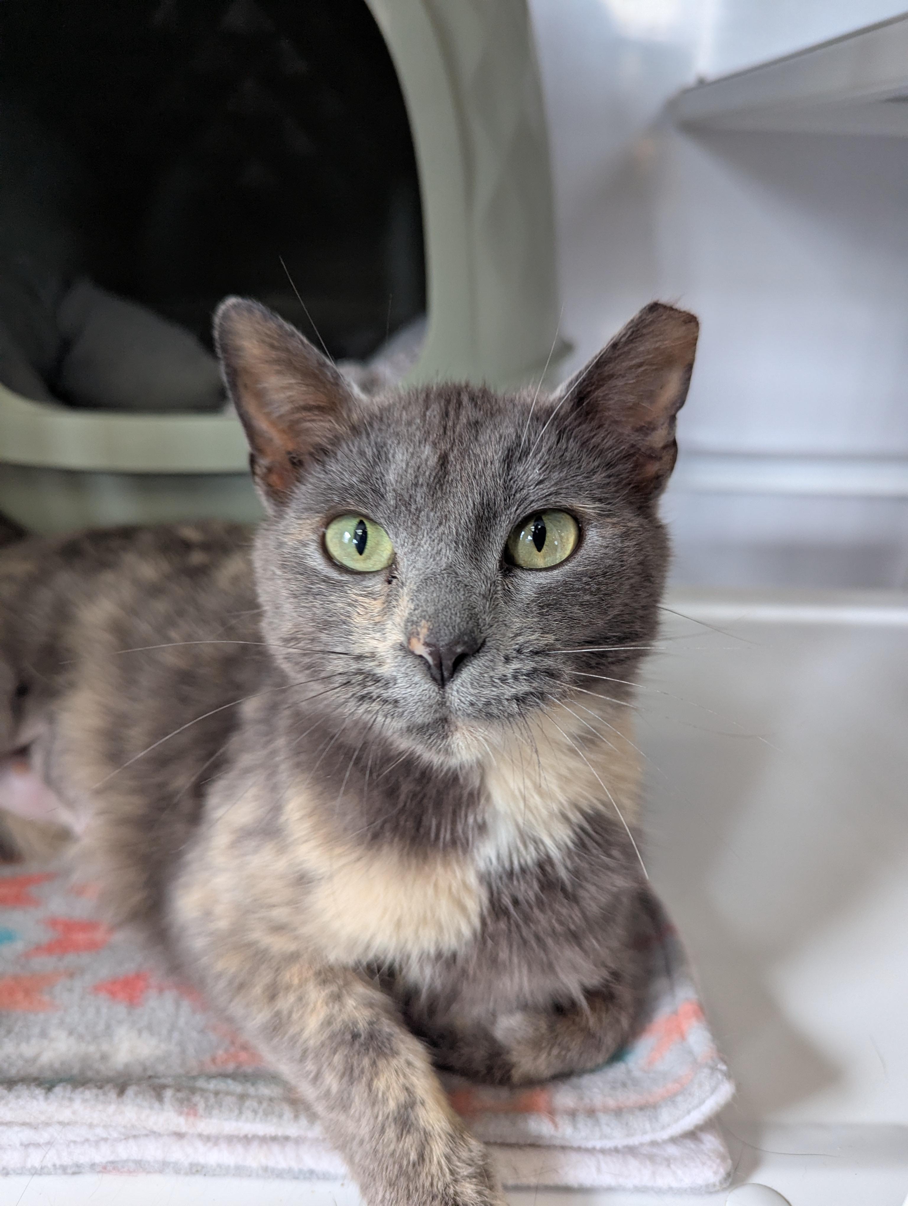 Jolene, a Adoptable Domestic Short Hair in Oconto, WI image 3/3