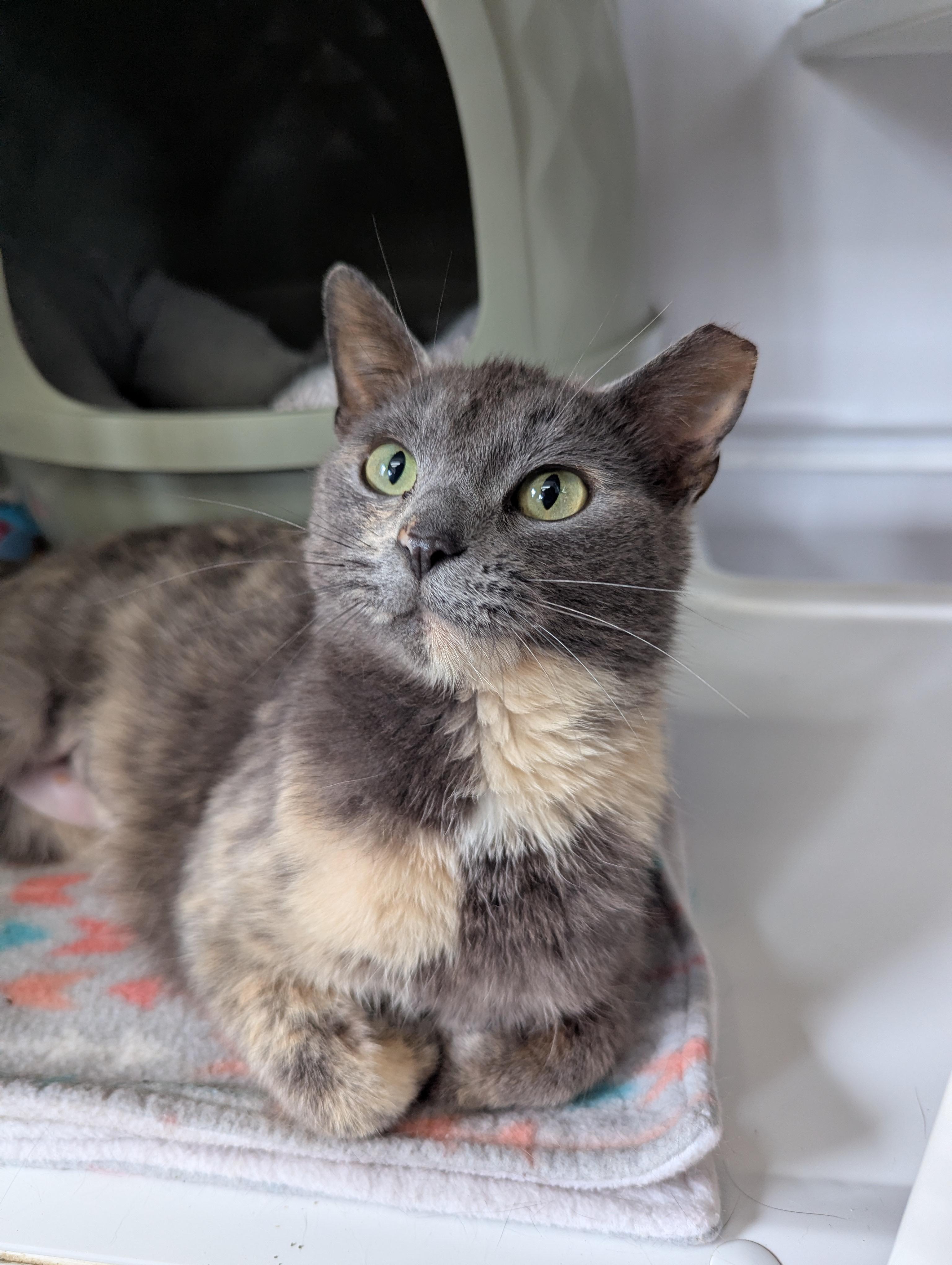 Jolene, a Adoptable Domestic Short Hair in Oconto, WI image 1/3