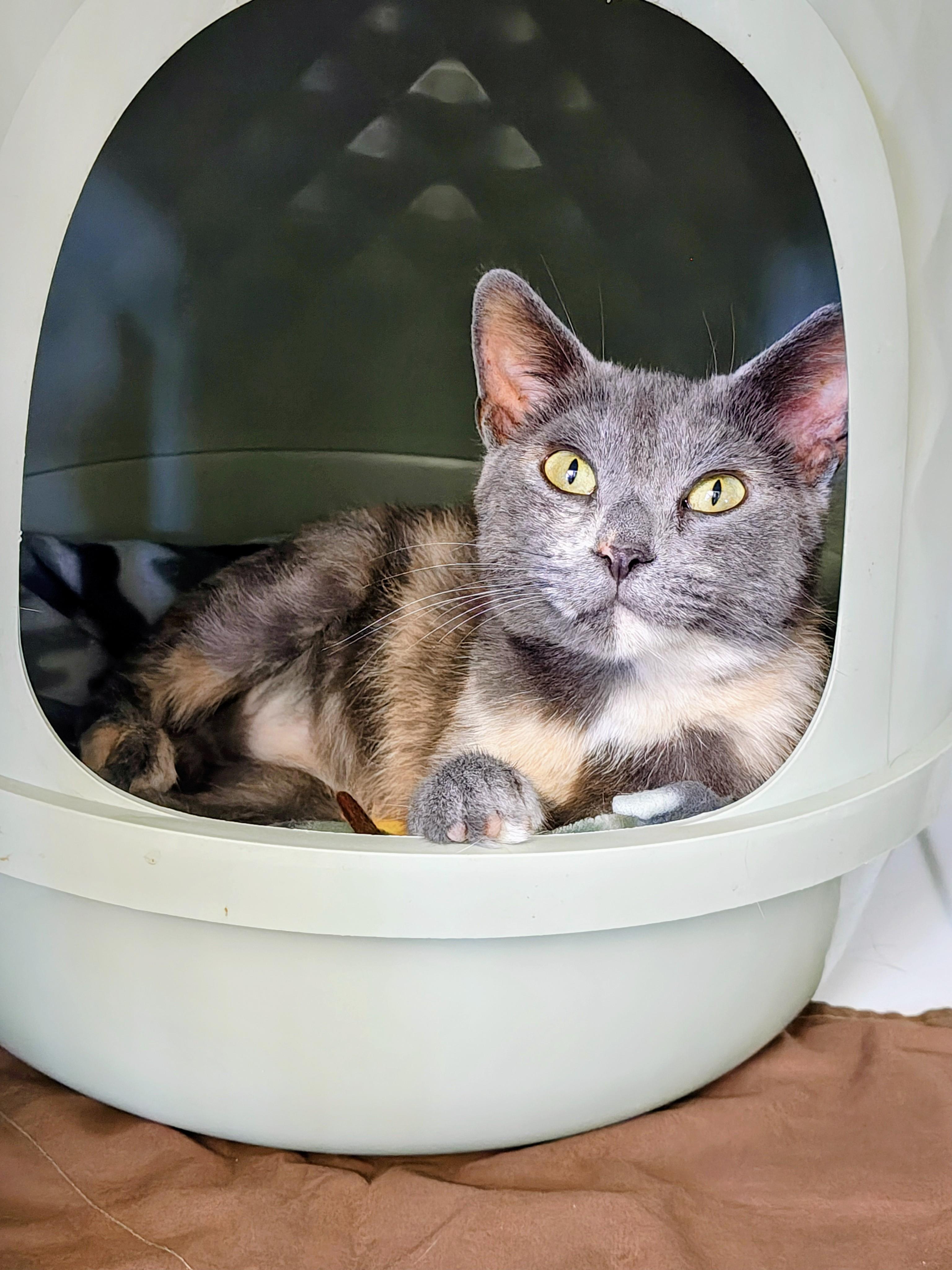 Enlarge Jolene, an adopted Domestic Short Hair in Oconto, WI image 3/4