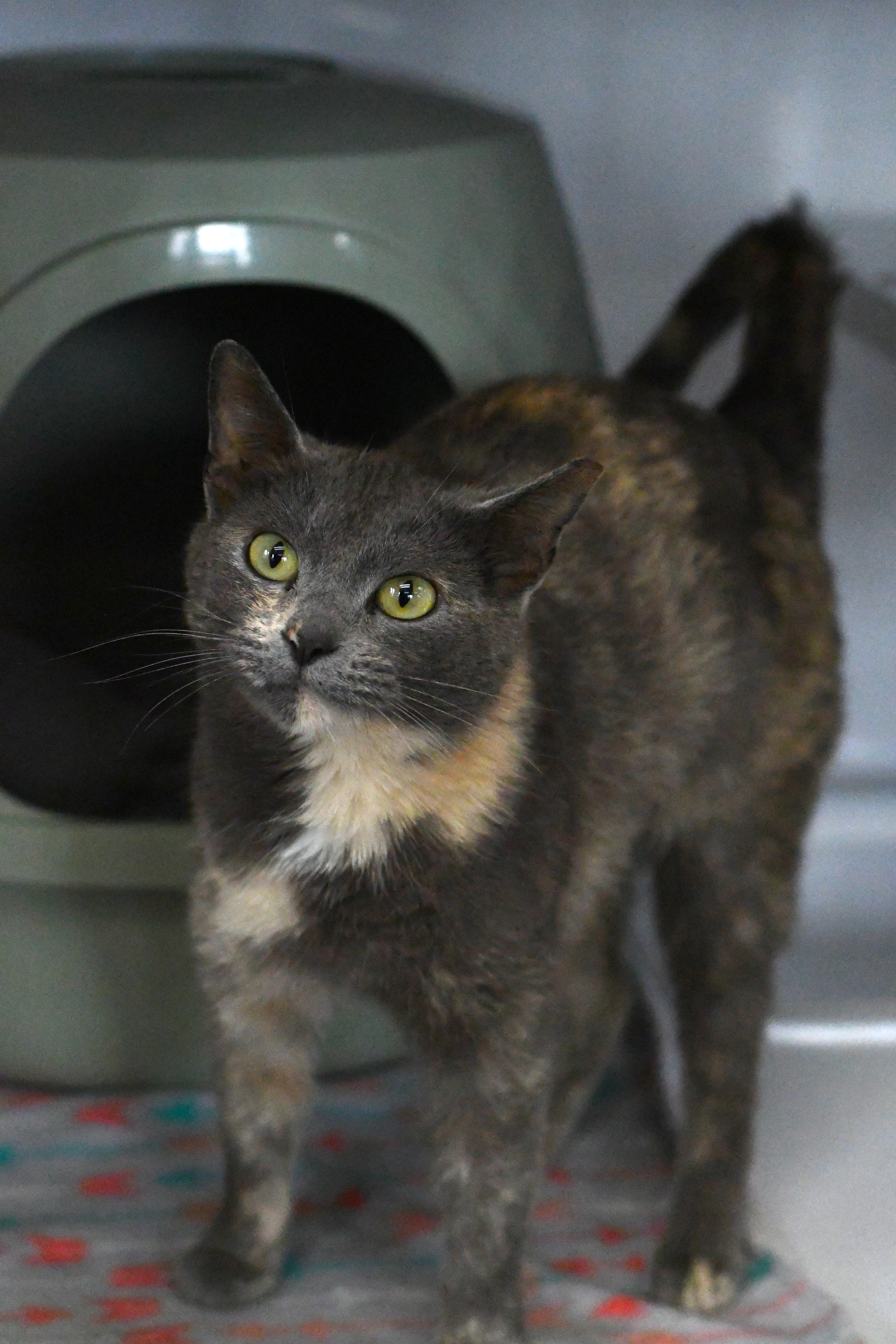 Jolene, a Adoptable Domestic Short Hair in Oconto, WI image 2/3