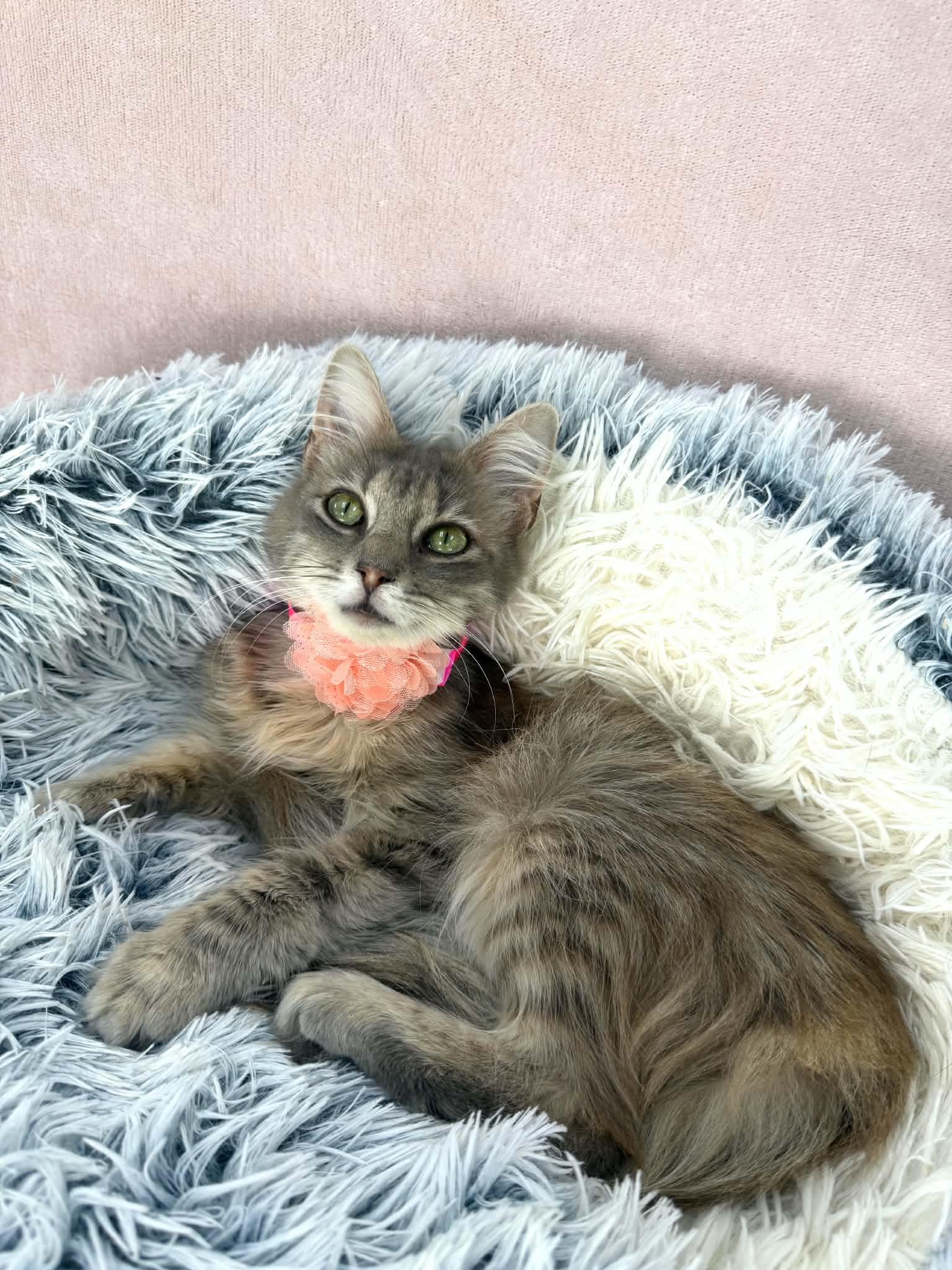 Raven Symone, an adopted Domestic Long Hair in Tavares, FL image 4/4