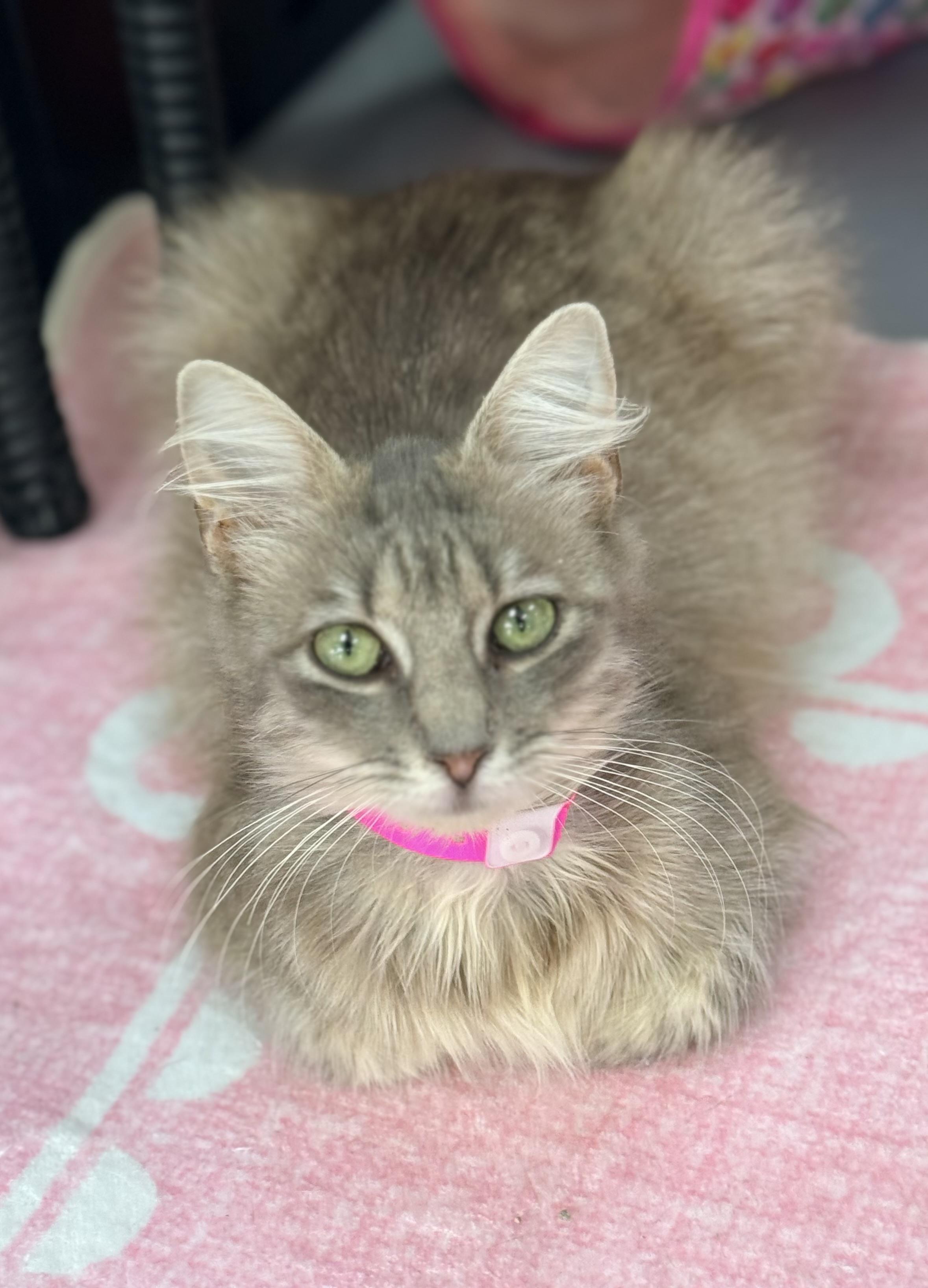 Raven Symone, an adopted Domestic Long Hair in Tavares, FL image 2/4