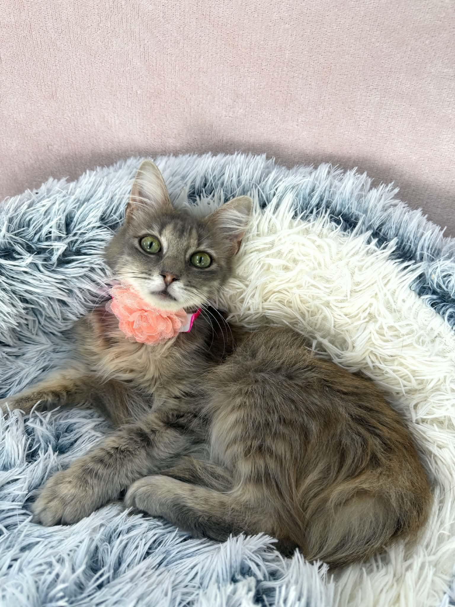 Raven Symone, adopted, Young Female Domestic Long Hair.