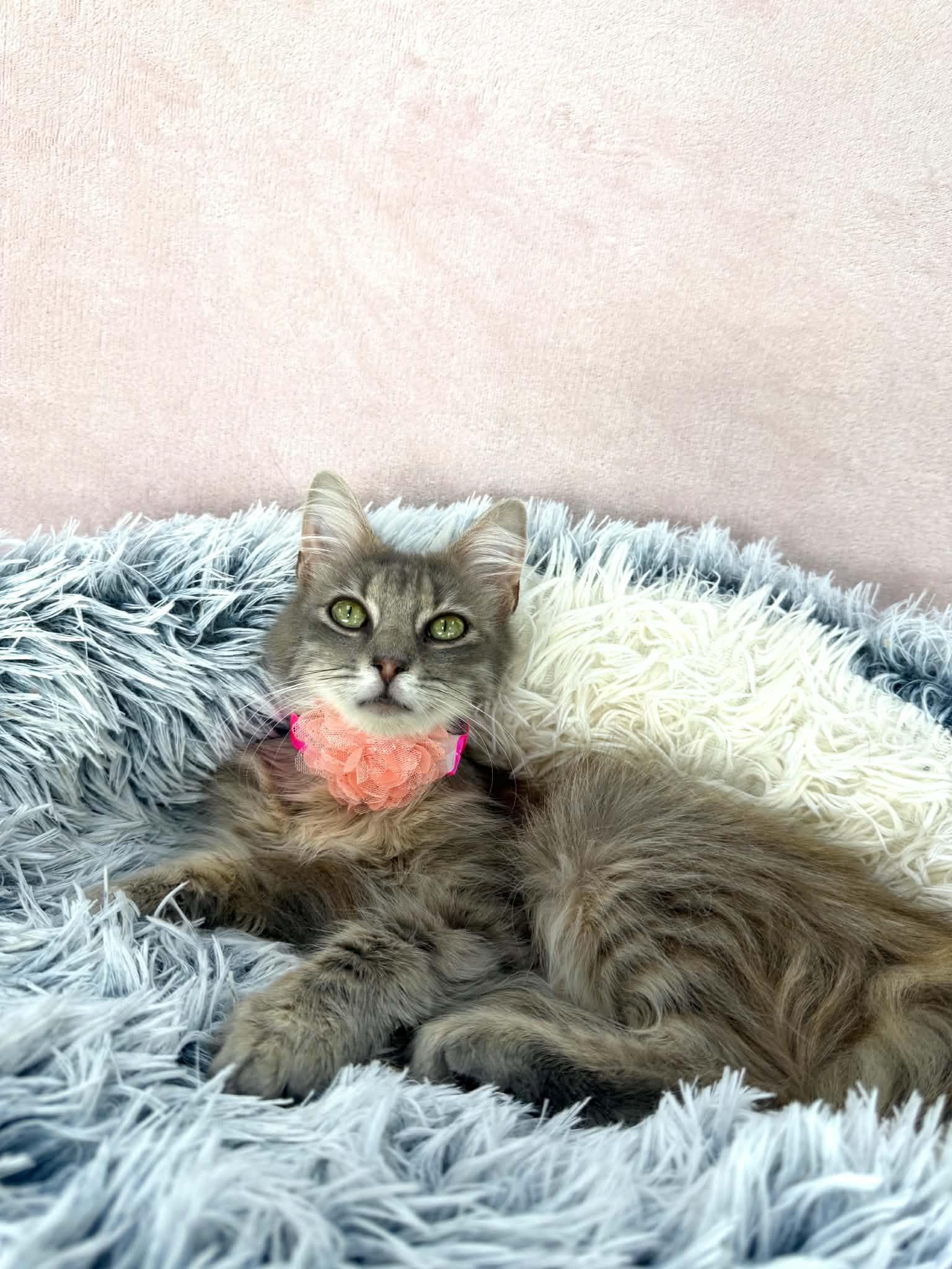 Raven Symone, an adopted Domestic Long Hair in Tavares, FL image 3/4