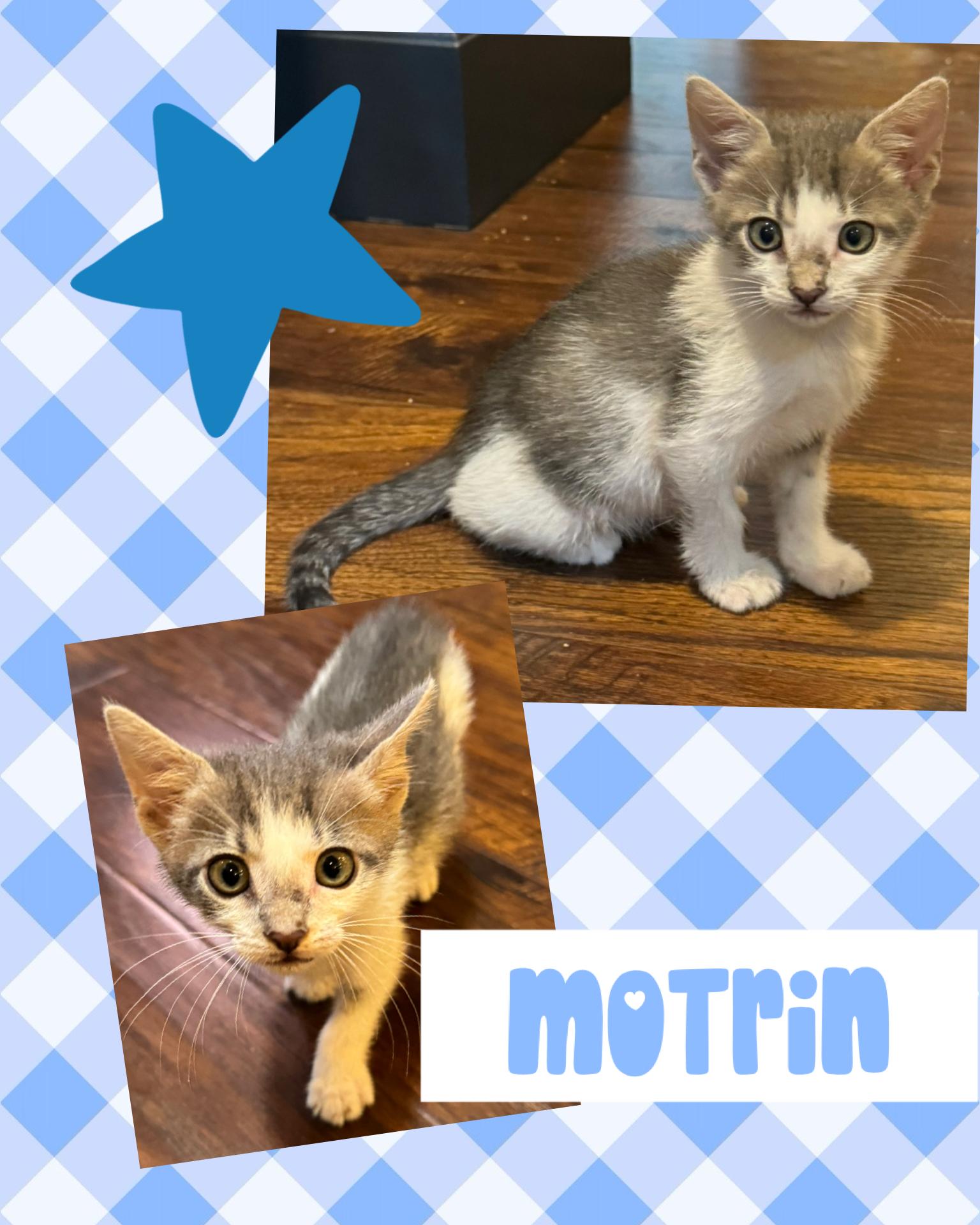 Enlarge Motrin, a ADOPTABLE Tabby in Pasco, WA image 2/4