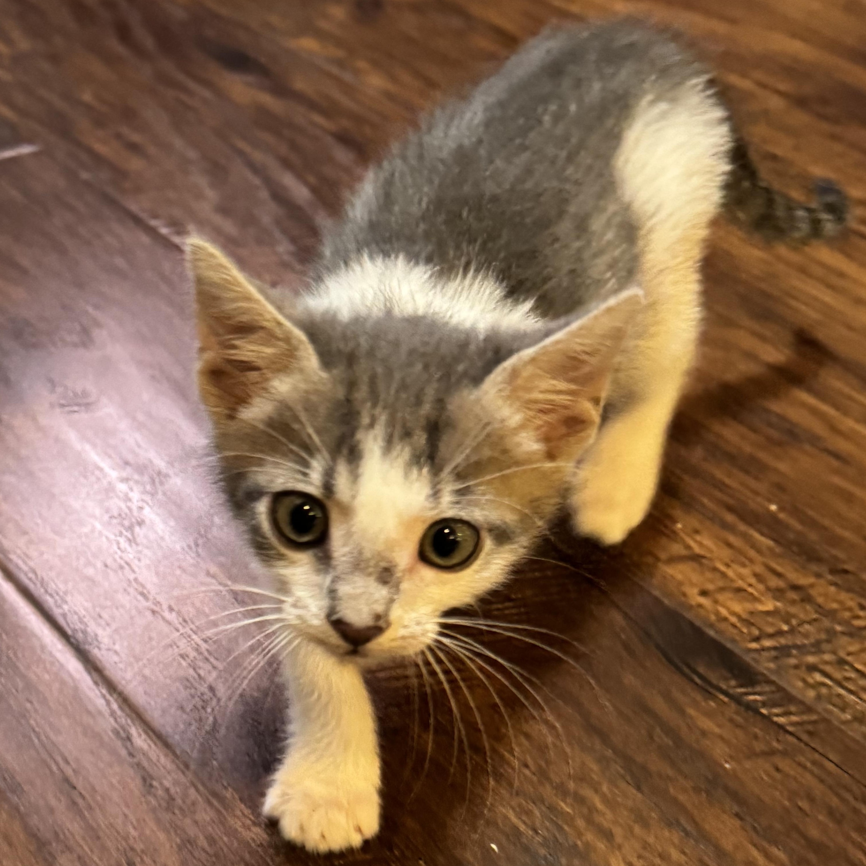 Enlarge Motrin, a ADOPTABLE Tabby in Pasco, WA image 3/4