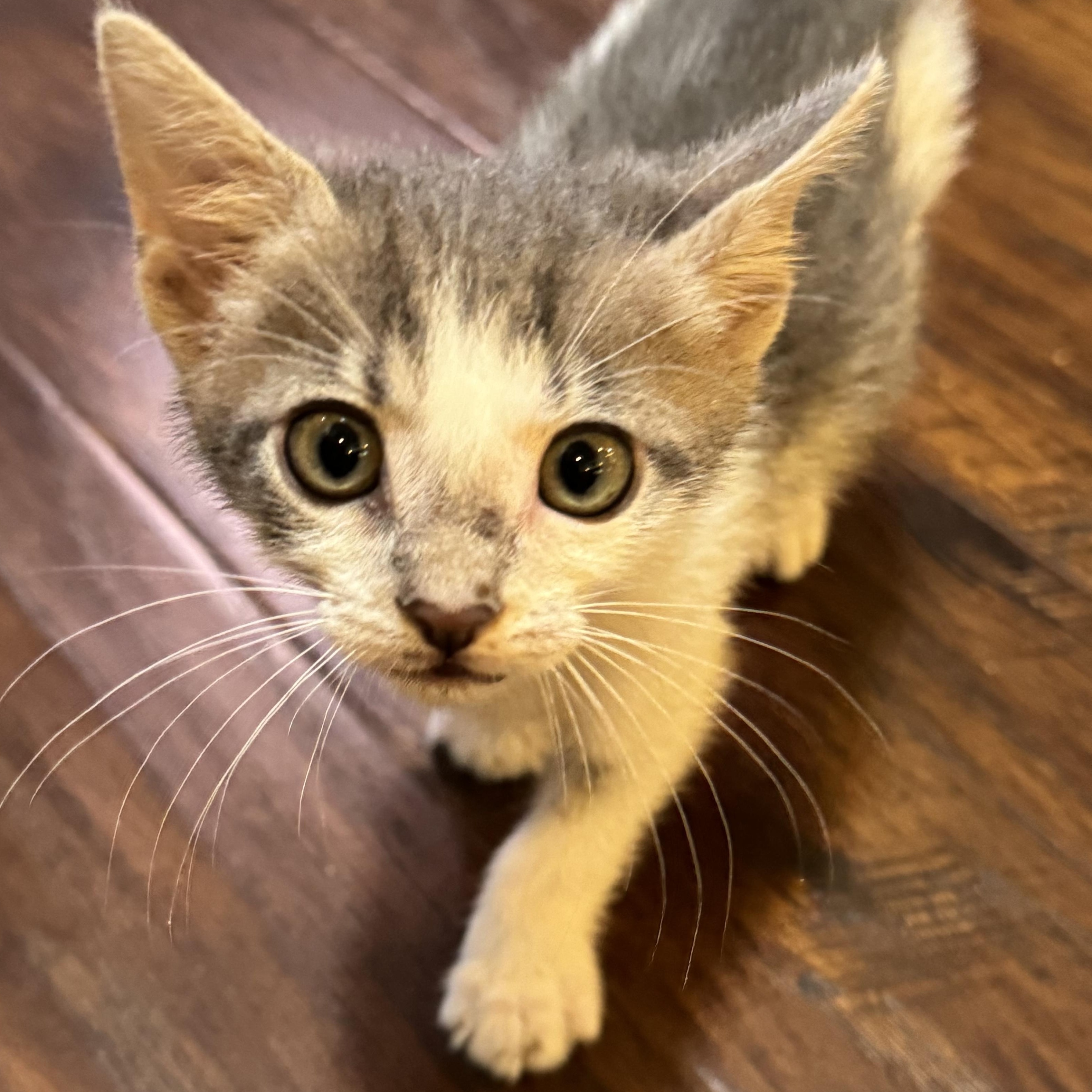 Enlarge Motrin, a ADOPTABLE Tabby in Pasco, WA image 4/4