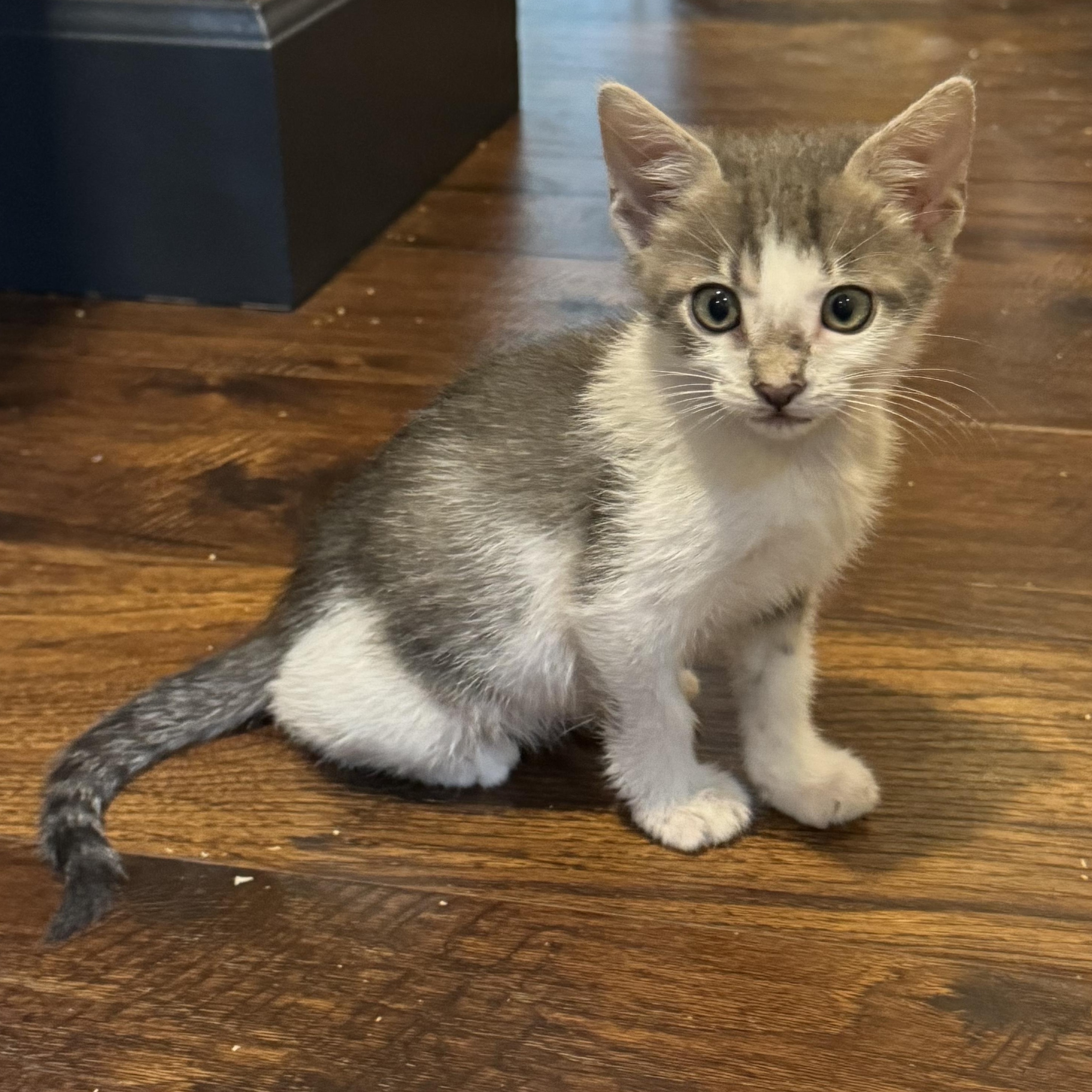 Enlarge Motrin, a ADOPTABLE Tabby in Pasco, WA image 1/4