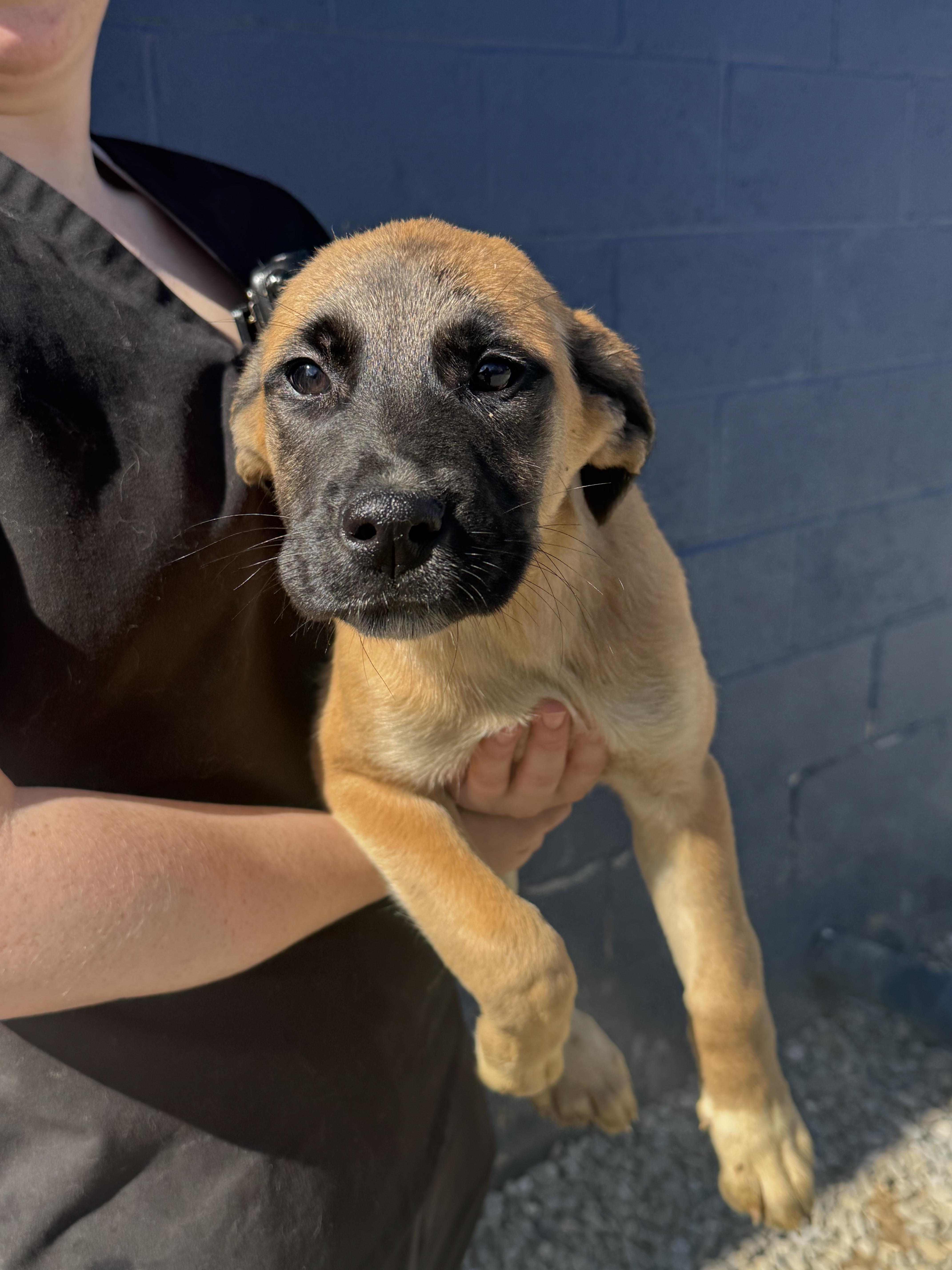 Enlarge Alli, an adopted mixed breed in Milldale, CT image 2/4