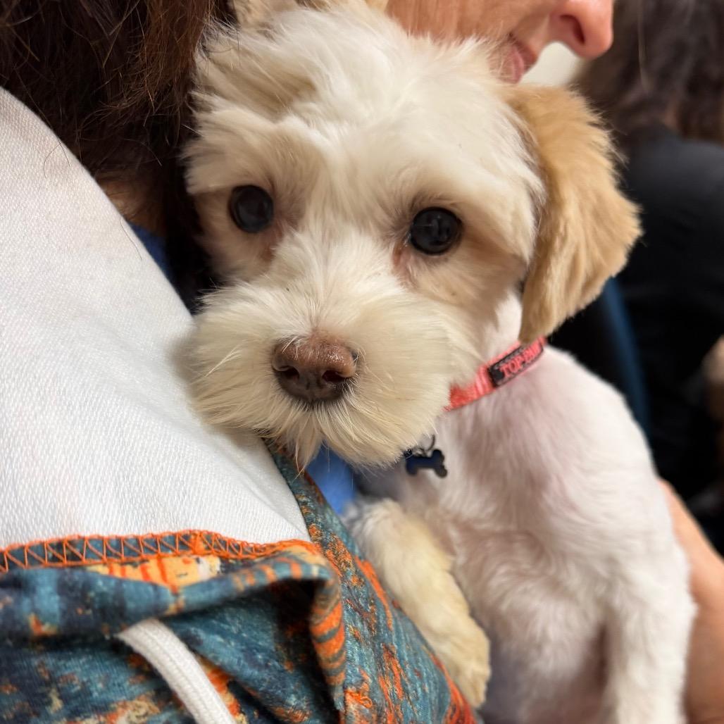 Enlarge Wubbles C-34111, a Adoptable Maltese in Oklahoma City, OK image 1/2