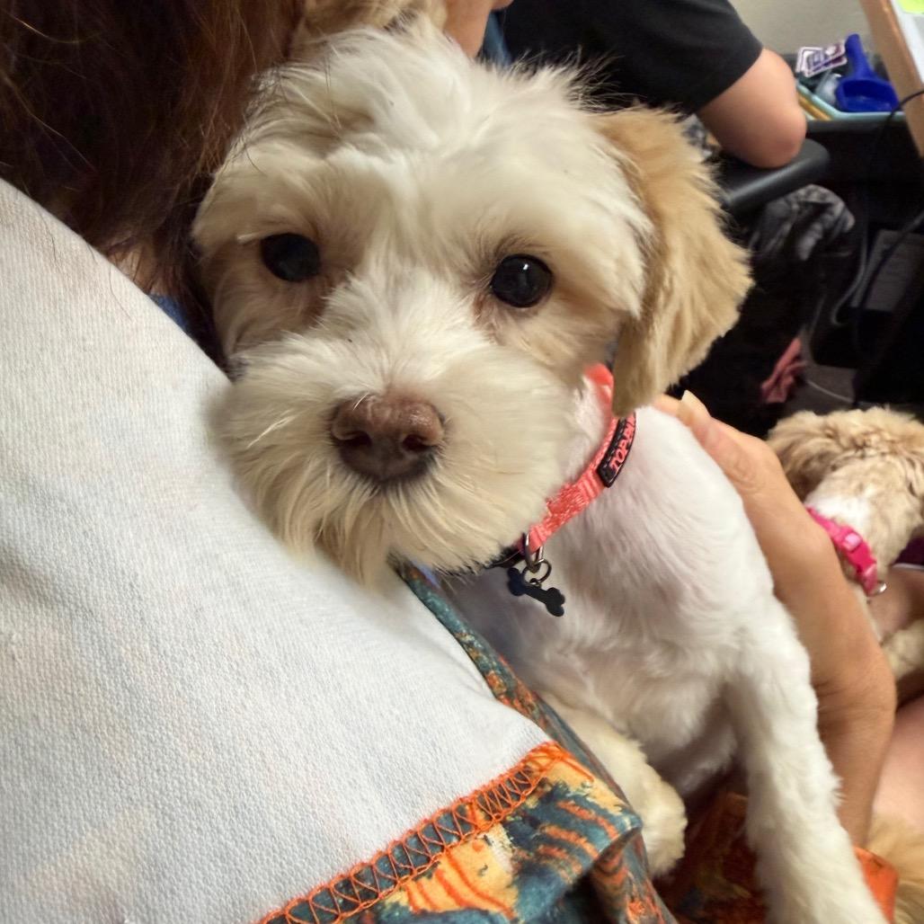 Enlarge Wubbles C-34111, a Adoptable Maltese in Oklahoma City, OK image 2/2