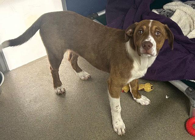 Enlarge Andy 6 months AVAIL 4/22, a Adoptable Terrier in Sterling, MA image 1/1