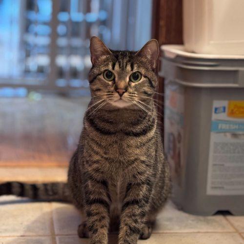 Enlarge Snuggles, a Adoptable Domestic Short Hair in Toms River, NJ image 1/6