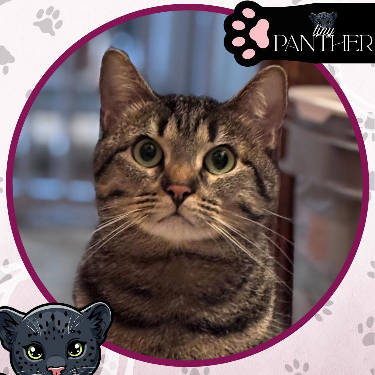 Enlarge Snuggles, a Adoptable Domestic Short Hair in Toms River, NJ image 3/6