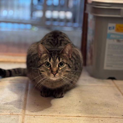 Enlarge Snuggles, a Adoptable Domestic Short Hair in Toms River, NJ image 4/6